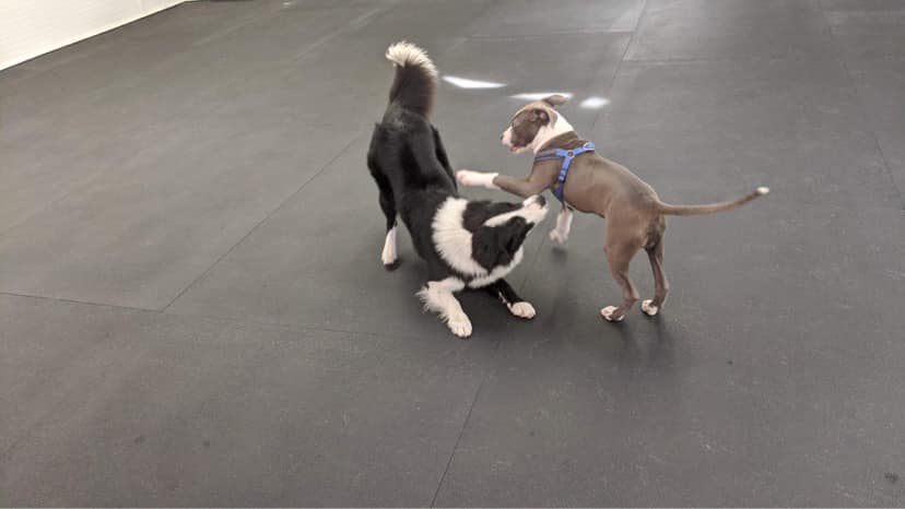 {{brizy_dc_image_alt imageSrc=