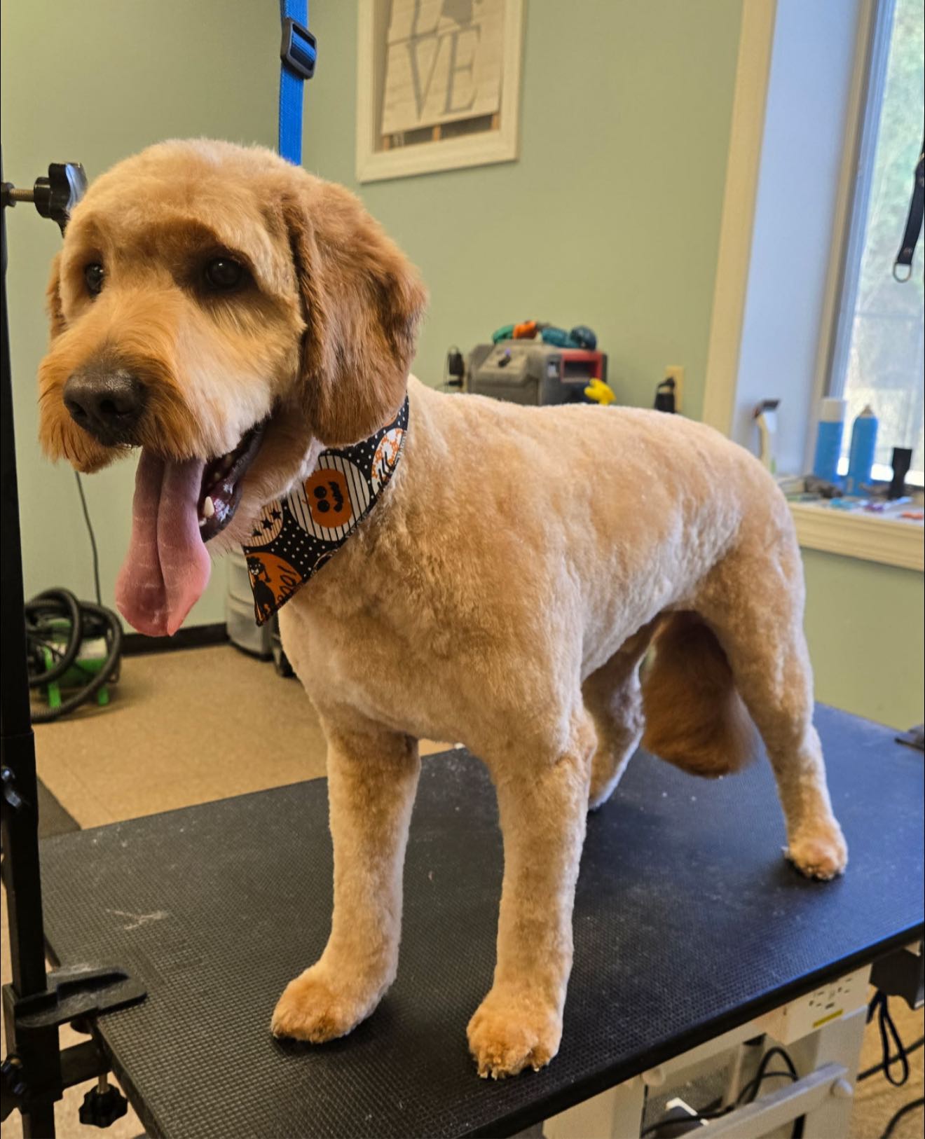 {{brizy_dc_image_alt imageSrc=