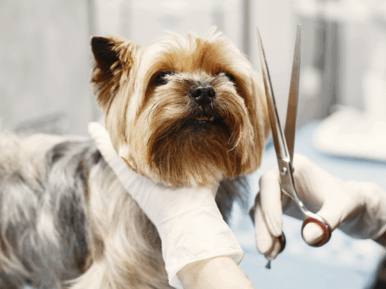 {{brizy_dc_image_alt entityId=