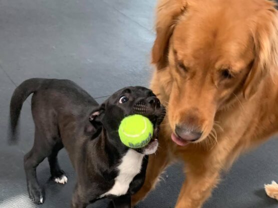 {{brizy_dc_image_alt entityId=